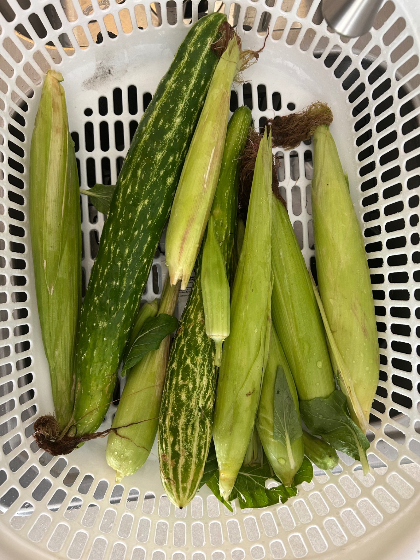 Jupiter Urban Farm · corn, cucumber & okra pull