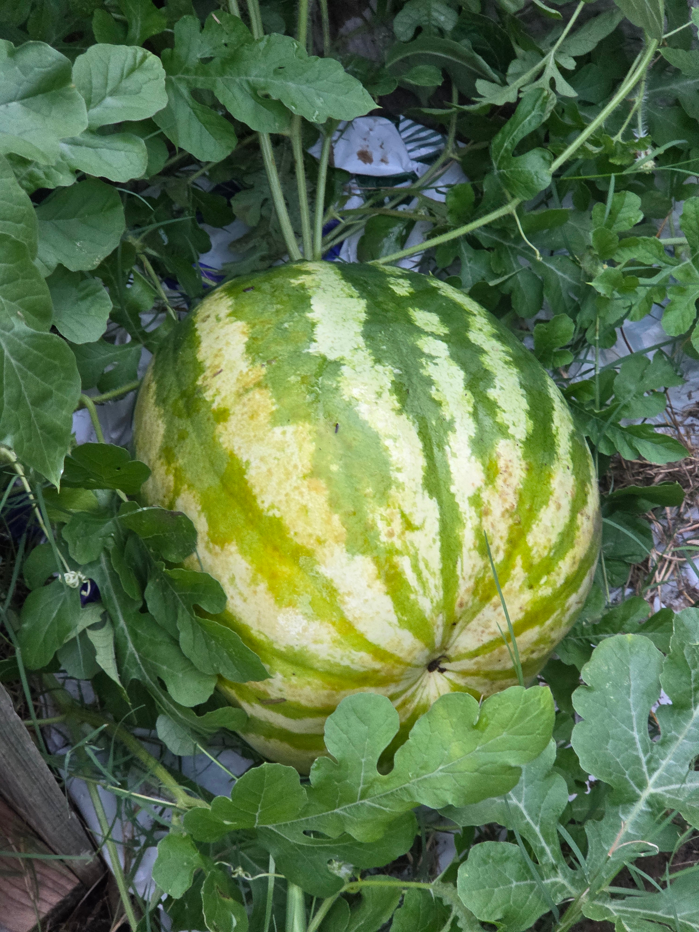 Jupiter Urban Farm · Summer 2026 harvest