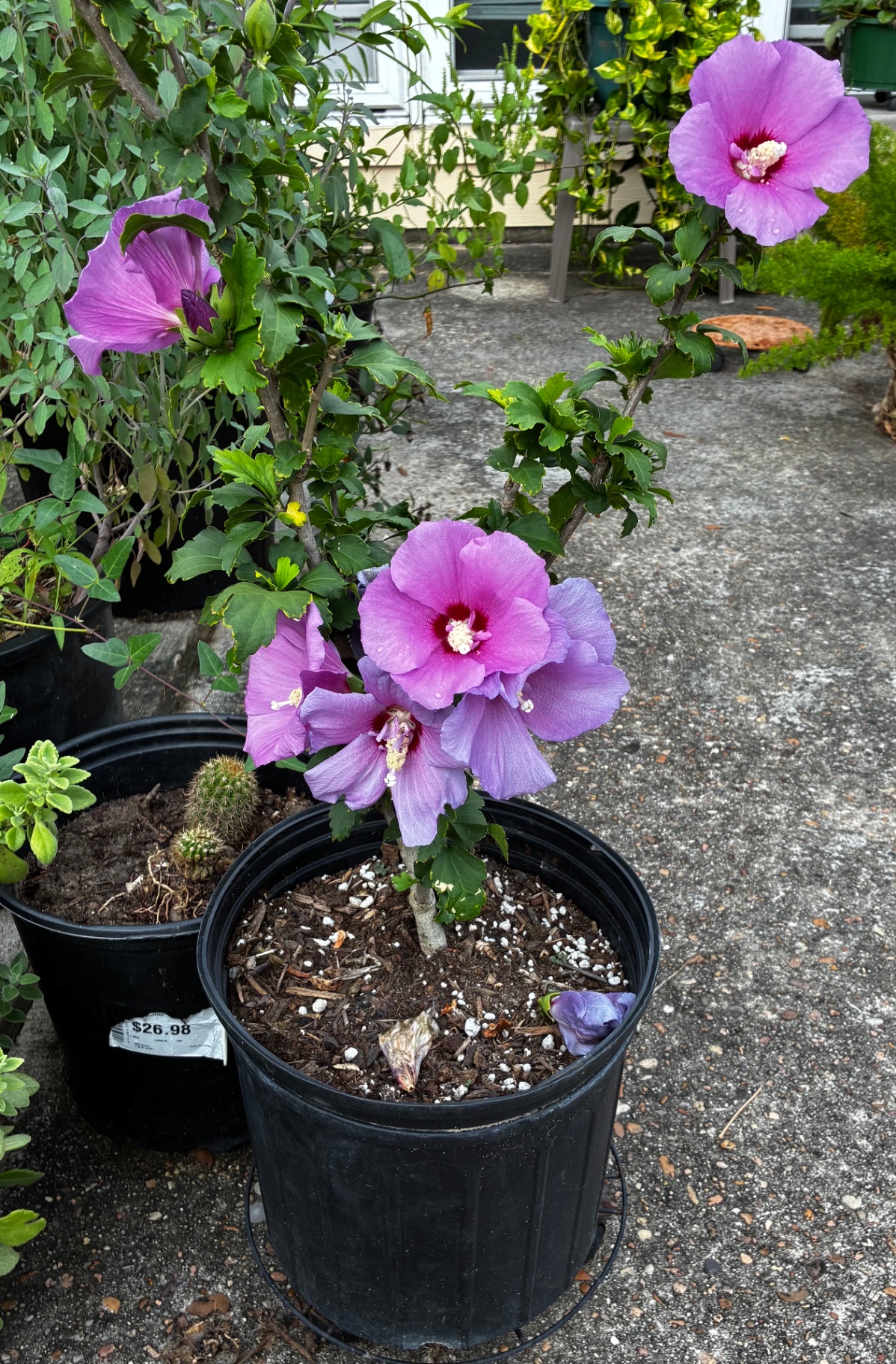 Garden · Rose of Sharon